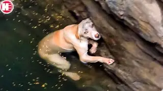 20 Animals Who Asked People for Help!
