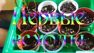 Всходы АДЕНИУМОВ и других семян