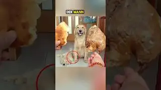 Diese Hündin gibt ihrem Welpen alles ❤️