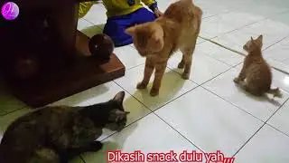 Balap Lari Kucing Oren VS Kucing abu! #kucing #lucu #kucingoren #cats #balaplari