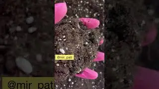ГРУНТ ДЛЯ ФИКУСА БЕНДЖАМИНА