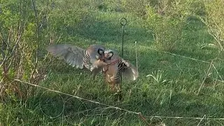 شکار کبک ککلیک آویkeklik AVI Охота на куропатка шикори кабк hunting  6 июня 2023 г.