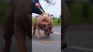 "10 Strongest Dog Breeds: Massive Size and Unmatched Power"#shorts #dog #doglover
