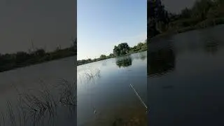 Клюёт КАРАСЬ #рыбалка