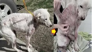 Rescue Poor Dog who was found dragging a long chain and severe mange