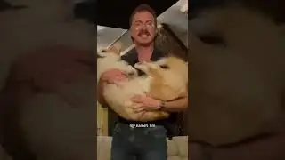 Party Dog ft. Ernie thee Corgi (Music Video) - Tom Cardy