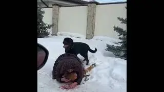 Забота о реакции. Пёс. Ребёнок. Мама. Помощь 