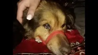 Poor dog mom, lost her puppies. But then the incredible happened!😭