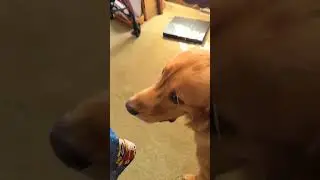 A New Snout Touches the Beacon | A New Hand 