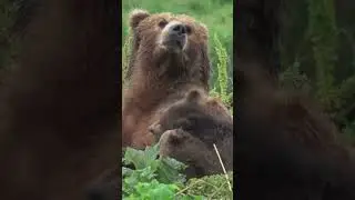 Fun Facts About Bears - Interesting Bear Facts