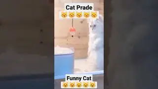 Cat Prade Funny
