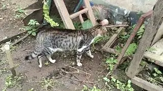 si kucing gagal tawuran