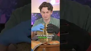 I Tried the World’s Smelliest Fruit.. 🤢 