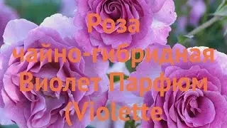 Роза чайно-гибридная Виолет Парфюм (Violette Parfume) 🌿 обзор: как сажать, саженцы розы