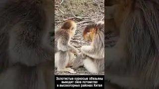 Золотистые курносые обезьяны выводят потомство 