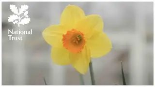 How to grow the best spring daffodils with top tips from a National Trust gardener