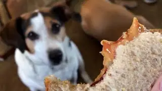 Do's and Don'ts: What not to feed your pet this Labor Day