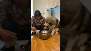 Baby dog: please grandma not to stew baby ~# Meng Chong# Liang Bin's Wang Xingren# shorts# Alaska#