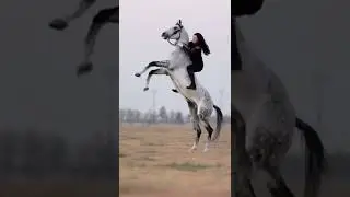 horse hard skills 💕 horse hard training horse riding how to try horse stand