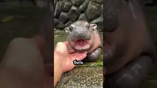 Самые Смертельные Хищники Африки 