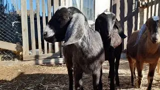 Признаки высокоудойных коз🐐