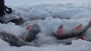 Зимняя рыбалка на Рыбинке. Большой окунь.