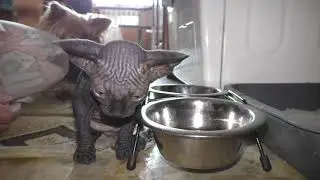 Котенок сфинкс кушает.