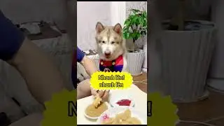 Cứ phải đợi nhắc hoài 😒😒pet dog chó xuhuong