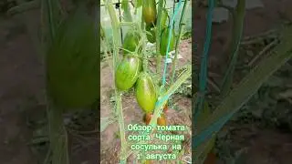 Обзор томата сорта Чёрная сосулька за лето. 1 августа. #огород #дача #помидоры