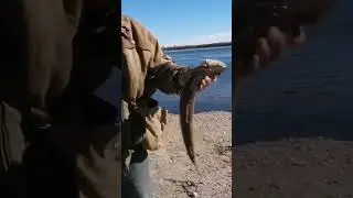 Муж поймал тайменя❤️🤣🐠