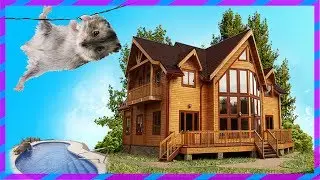 How to make a house for the hamster with your hands with a swimming pool. House for hamster
