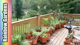The Herb Container Garden, October 8, Dill, Rosemary, Scallions, More!