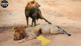 30 Tragic Moments! Stupid Lions Tortured By Hyenas And The Unexpected Ending | Animal Fight