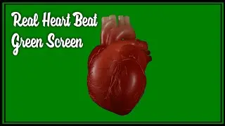 Heart beat green screen | 4k | Real human heart green screen