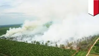 Le smog venant des feux de forêt en Indonésie aurait tué 100 000 personnes