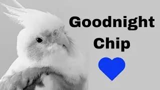 Goodnight Chip 💙 | BirdNerdSophie