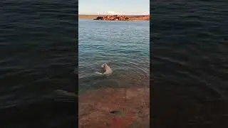 Silly Old Dog Decides He's Done Fetching The Stick & Switches To Hunting For Fish - Sand Hollow