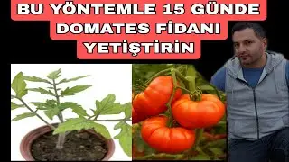 Çok Hızlı Domates Tohumu Nasıl Çimlendirilir 🔥🔥Domates Tohumu Nasıl Çimlendirlir??