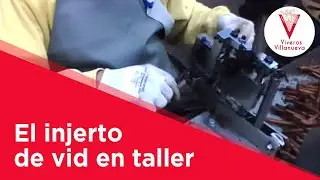 El injerto de vid en taller en Viveros Villanueva Vides