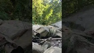 🧐🦫🪨🌳