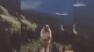 Screaming Beaver 10 HOURS