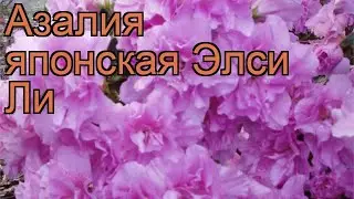 Азалия японская Элси Ли (azalea japonica) 🌿 азалия Элси Ли обзор: как сажать саженцы азалии Элси Ли