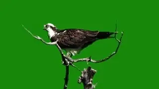 Eagle on Green Screen