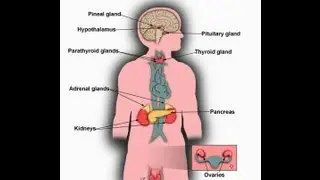 What is Endocrine System function-Major Glands of Human Body