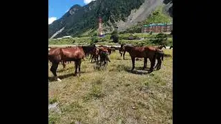 Осетинские конокрады