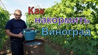 Виноград . Обязательная -третья подкормка винограда .