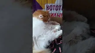 Как живут котики в Мурляндии)) #animals #кошки #животные #cat