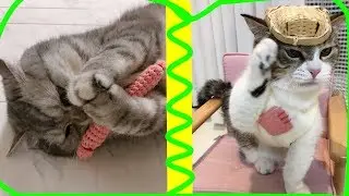 БАТЯ И КАКА смешные приколы с котами СМЕШНАЯ ОЗВУЧКА видео про котиков 