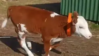 ПЕРВЫЙ ВЫГУЛ У БЫЧКА😊