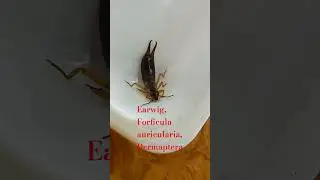 Earwig, Forficula auricularia, Dermaptera. Are you afraid of Earwigs? Don't worry, it does not bite